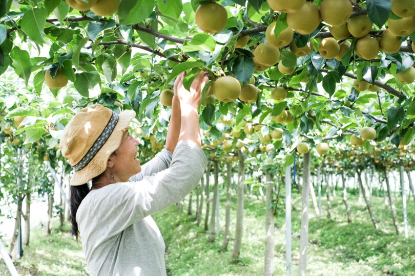 2022年分申込終了】鳥取県ブランド梨“新甘泉”“秋甘泉”の収穫始まる
